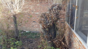 Image of a cut tree that needs the stump to be dug out