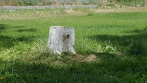 Image of stump in ground