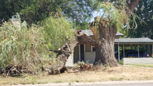 Image of fallen tree