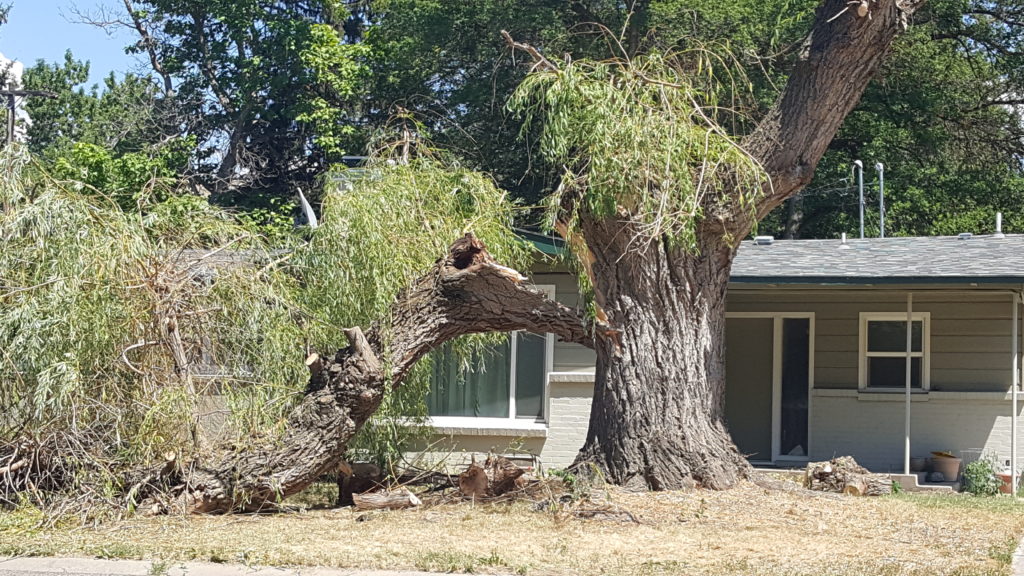 Gigantic Broken Tree