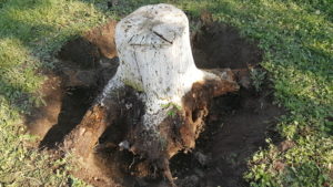 image of tree stump in ground