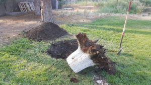 Image of a tree stump after digging out of ground