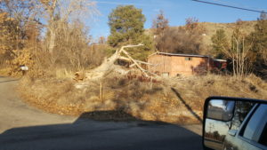 Image of a fallen Tree with stump need to be cut and hauled away