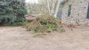 Image of Juniper shrubs in a pile