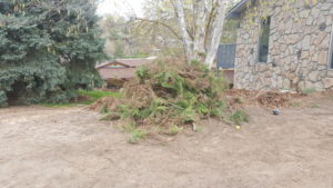 Image of Juniper shrubs in a pile