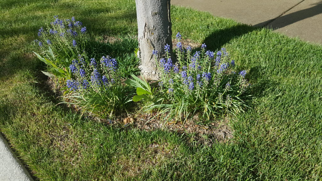 Wild flowers at base of tree