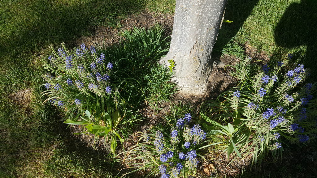 Wild flowers at base of tree