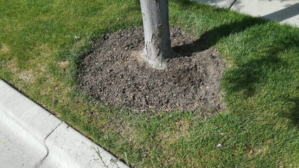 Wild flowers no longer at base of tree