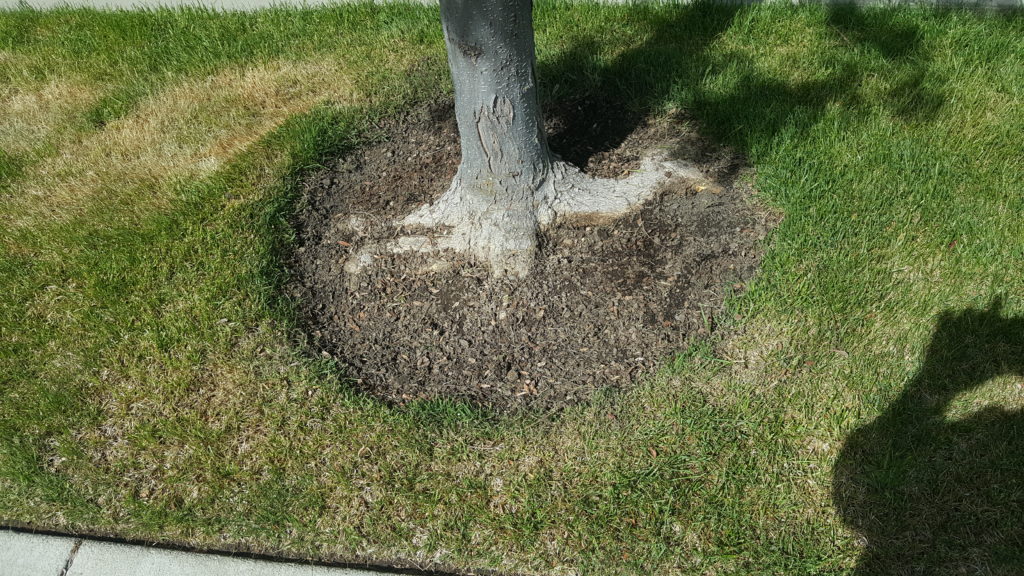 Wild flowers no longer at base of tree