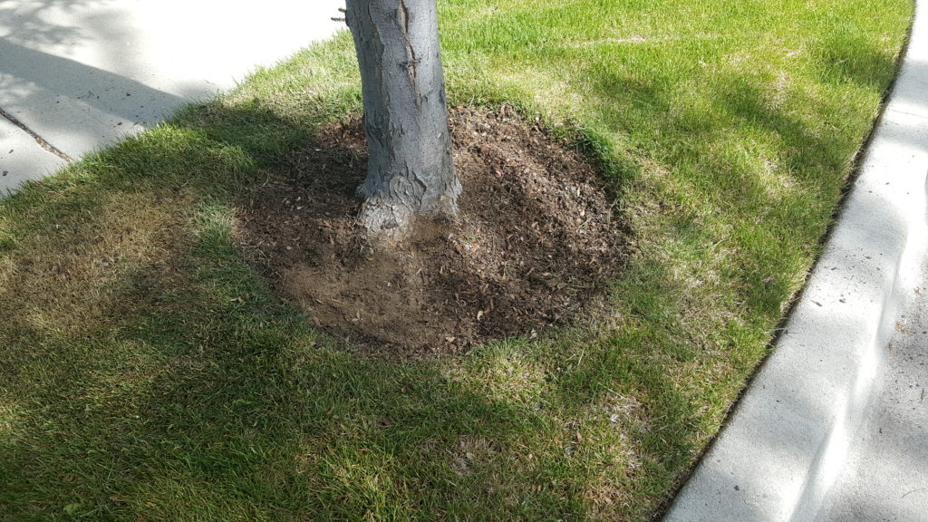 Wild flowers no longer at base of tree