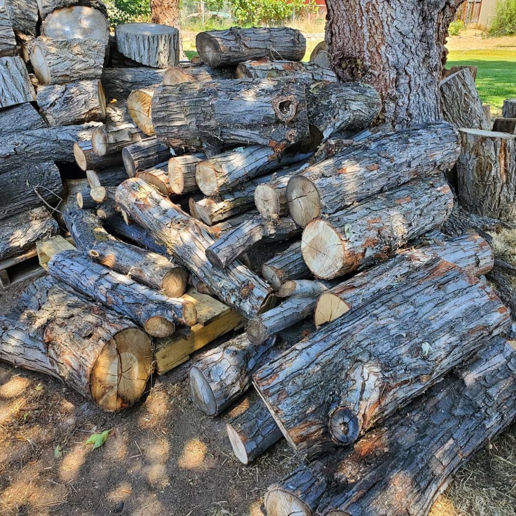 Image of stacked logs in backyard